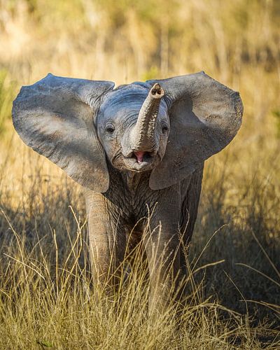 elephant with trunk up