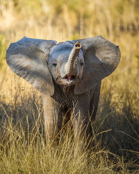 elephant with trunk up by Tom Zwerver
