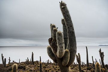 Cactus in Salar de Uyuni