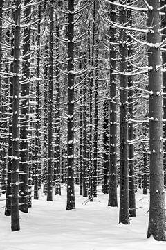 Kaal winterbos in de sneeuw | Rhön van Flatfield