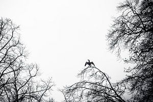 Kormoran beim Sonnenbad auf einem hohen Baumast