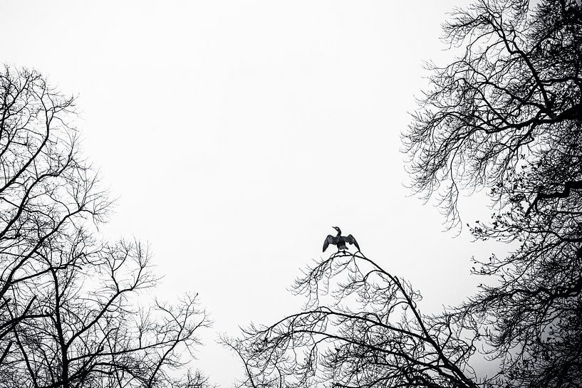 Kormoran beim Sonnenbad auf einem hohen Baumast von Margriet Hulsker