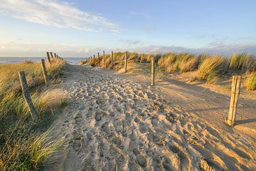 Duin en strand aan de kust van Nederland