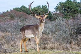 Damhert von Carla Eekels