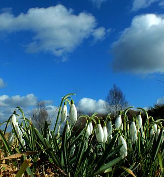 de eerste lente bloemetjes