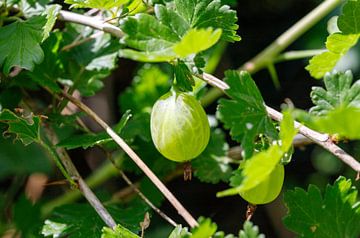 Stachelbeeren mit Busch von de-nue-pic