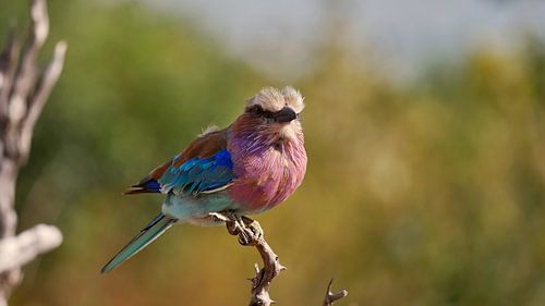 Bonthoornroller met buff verenkleed op een tak in Chobe National Park