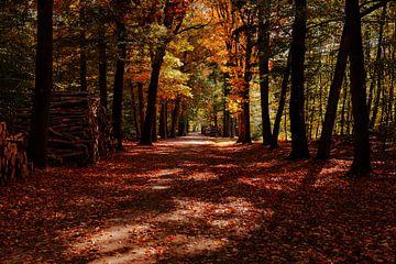 Mastwald während der Herbstfarben von Björn van den Berg