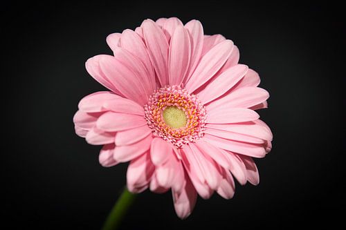 Een licht roze germini/ gerbera bloem