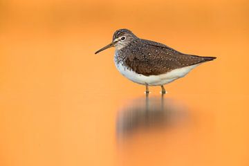 Witgatje (Tringa ochropus) van Beschermingswerk voor aan uw muur