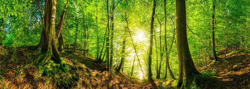 Wald Panorama mit leuchtender Sonne von Günter Albers