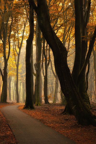 Autumn Speulderbos by Richard Nell