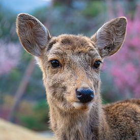 Deer in Nara Japan - Springtime Serenity by Matthias Hauser