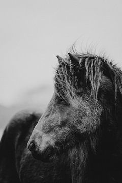 IJslander in de wind | paarden portret van Holly Klein Oonk