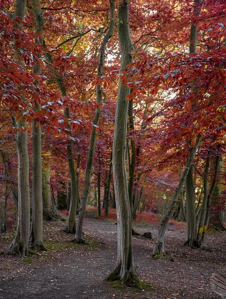 Wandelpad door het herfstbos, Engeland van Rietje Bulthuis