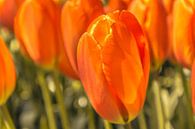 Oranje tulpen von Stedom Fotografie Miniaturansicht