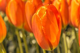Oranje tulpen by Stedom Fotografie