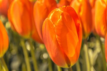 Oranje tulpen van Stedom Fotografie