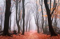 Where magic dwells by Tvurk Photography thumbnail