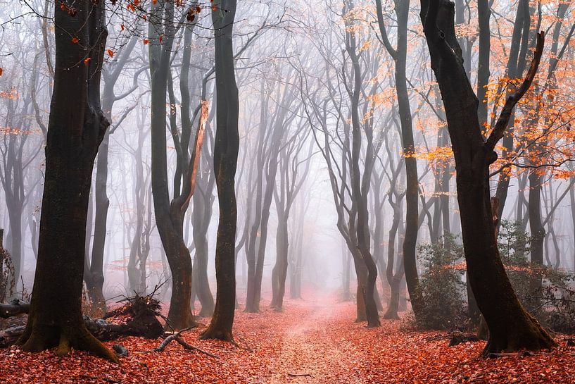 Where magic dwells by Tvurk Photography