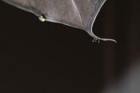 Feuille avec des gouttes