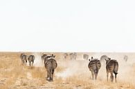 Zebras in the dust, walking towards the horizon by Simone Janssen thumbnail