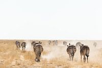 Zebras in the dust, walking towards the horizon