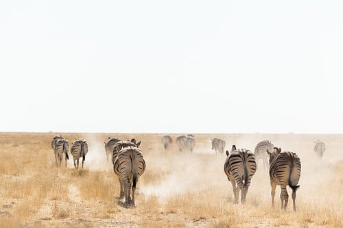Zebra's in het stof, lopen richting de horizon
