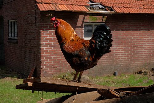 Bauernhahn