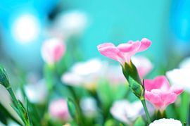 Pink Flower by Bente Teertstra