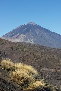 Le genêt du Teide en automne