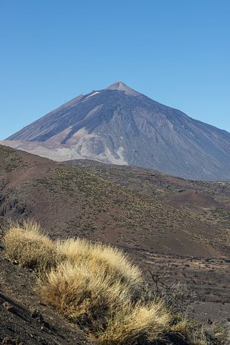 Teide brem in de herfst