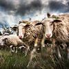 Sheep flock by Evert Jan Kip