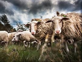 Sheep flock by Evert Jan Kip