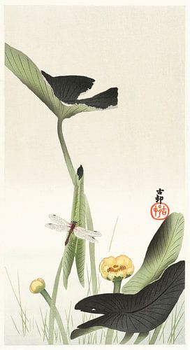 Libelle and lotus (1900 - 1930) by Ohara Koson