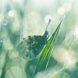 Oranjetipje in het sfeervolle ochtendlicht van Bianca Blonk