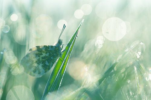 Orange tips in the atmospheric morning light