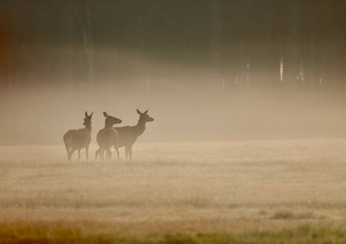 Edelherten in de mist zons opkomst op  de veluwe