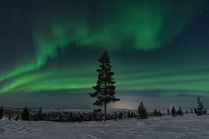 noorderlicht in Finland lapland. met een boom op de voorgrond.