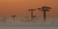 Baobab bomen in de mist van Dirk-Jan Steehouwer thumbnail
