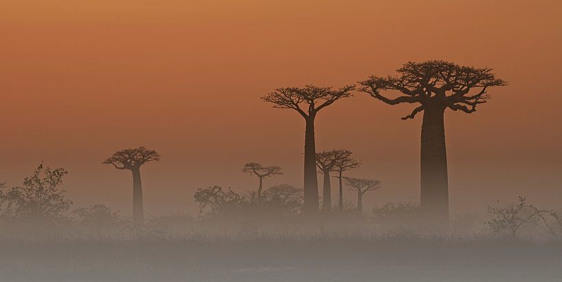 Baobab bomen in de mist van Dirk-Jan Steehouwer