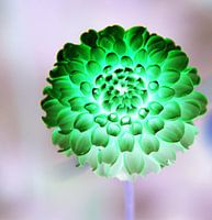 Flower in the rain