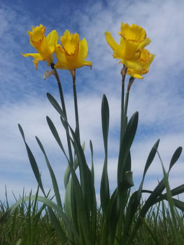 Narcis II