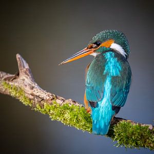 Eisvogelweibchen