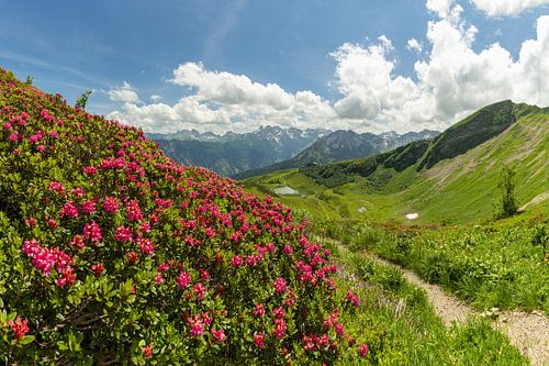 Alpenroosbloesem op de Fellhorn