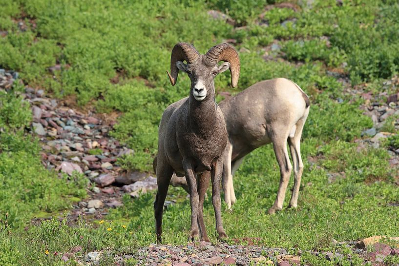 Bighorn Sheep Glacier National Park Montana USA by Frank Fichtmüller