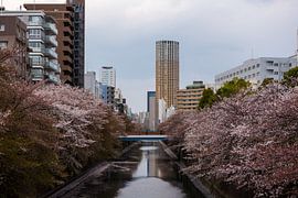 Meguro Tokio mit Kirschblüten von Luis Emilio Villegas Amador