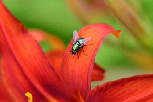 Même une mouche de merde peut être belle à contempler