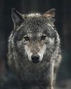 portret van een wolf van Glenn Slabbinck thumbnail