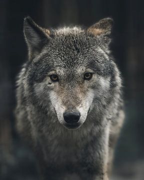 portret van een wolf van Glenn Slabbinck